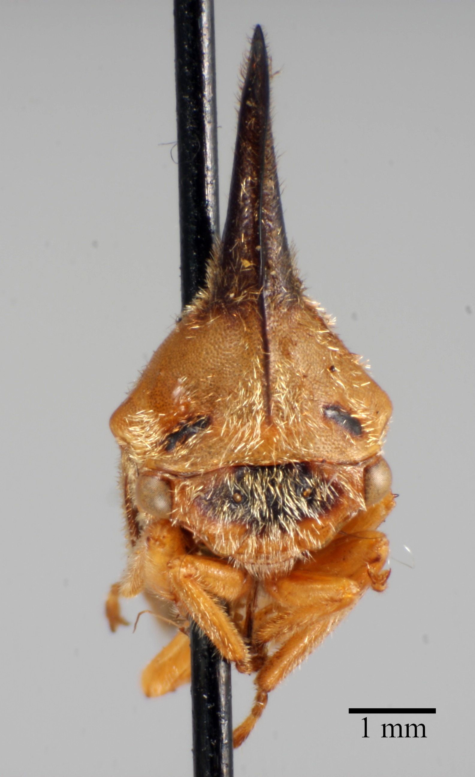Aconophora compressa